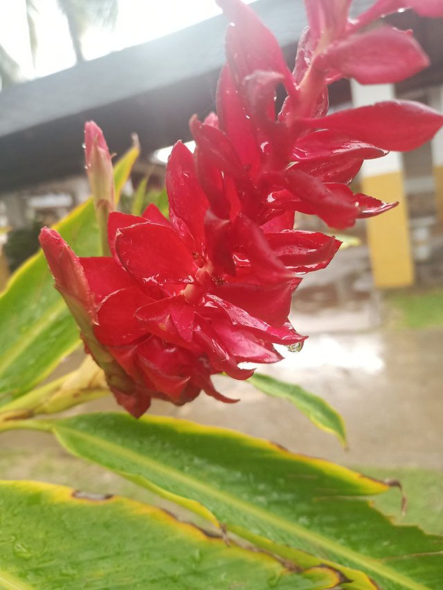 Gotas de lluvia en el lirio 4.jpg