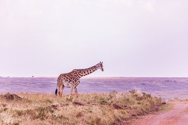 giraffe-8310206_1280.jpg