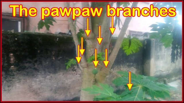Pawpaw-branches.jpg