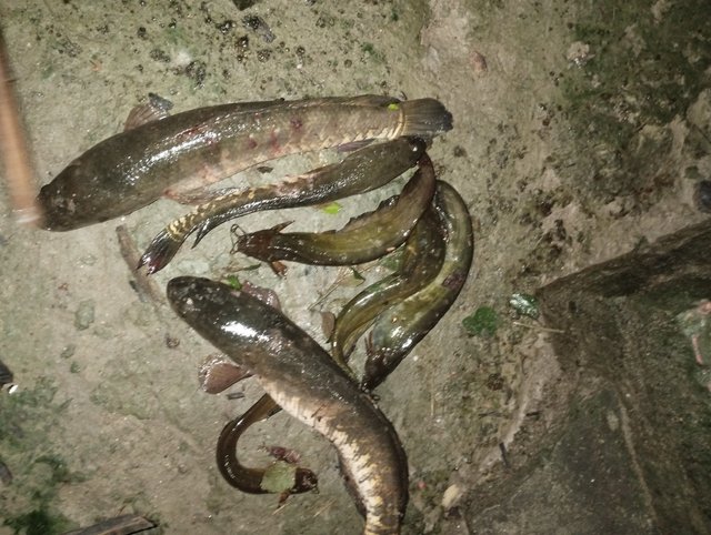 IMG_20250716_020900.jpg