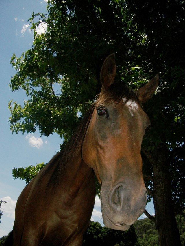 Horse from Wandi.JPG