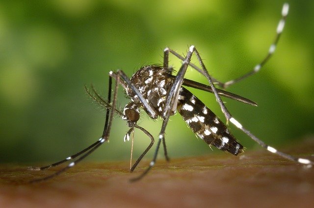 mosquito-49141_640.jpg