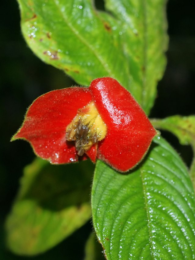 960px-Psychotria_poeppigiana_(bracts).jpg