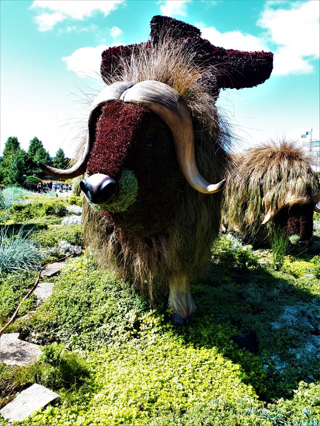 muskox3.jpg