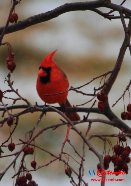 Northern Cardinal PFW0032.JPG