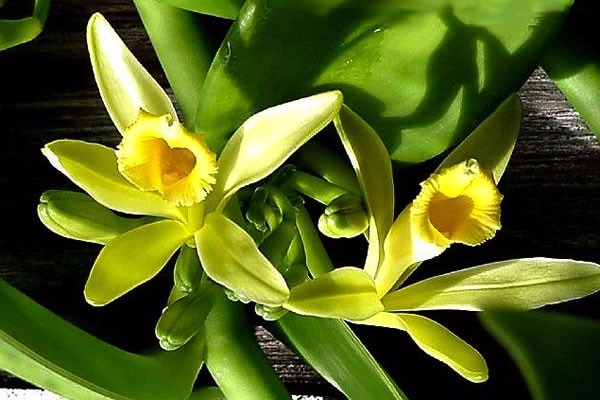 La Orquídea vainilla. — Steemit