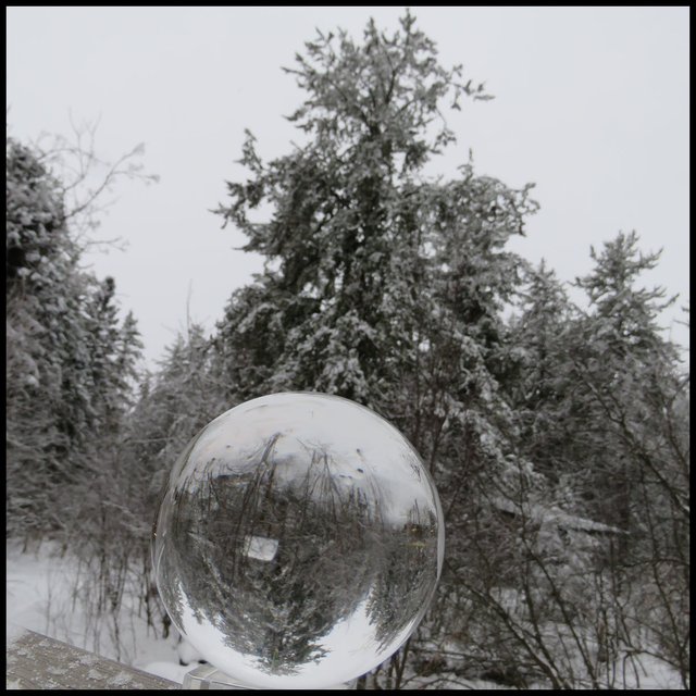 snowy pine captured in crystal globe.JPG