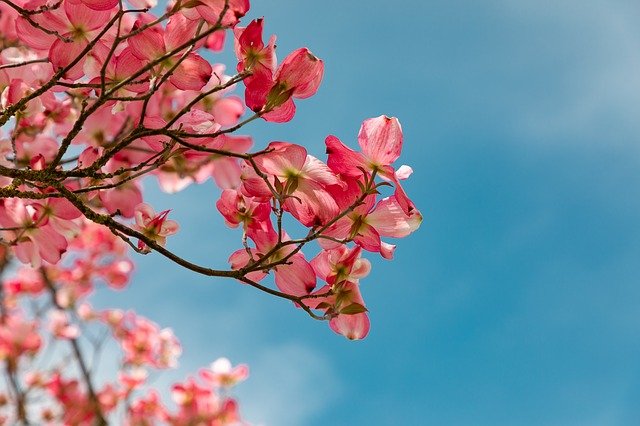 blossom-4151081_640.jpg