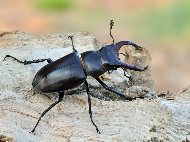 (Lucanus cervus) Stag Beetle_Geyik Böceği_45.jpg