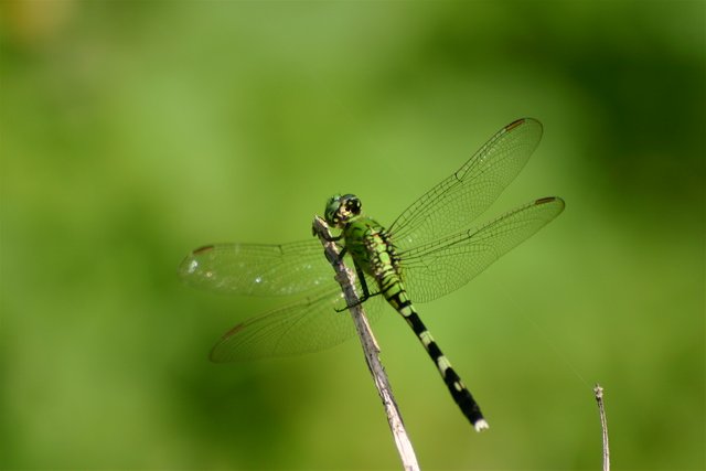 dragonfly today.jpg