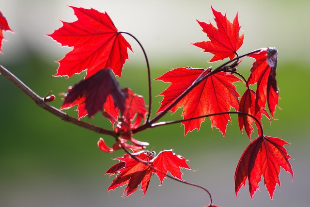 red-maple-6246624_1920.jpg