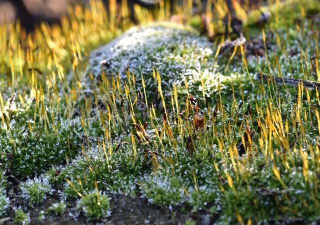 moss ice macro 1.jpg