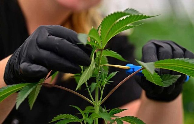 missouri-cannabis-medical-768x492.jpg
