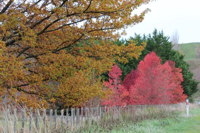 More Autum colours — en Ohakune..jpg