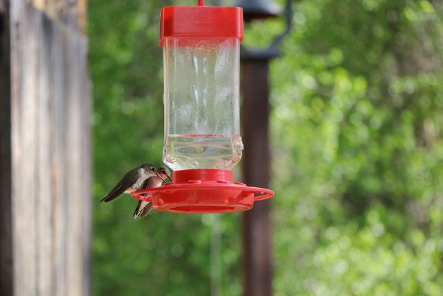 2E5A1751 Hummingbirds at feeder.jpg