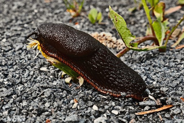 slug1.jpg