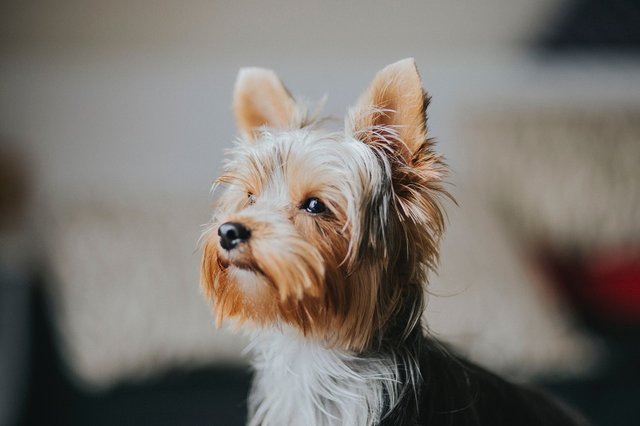 Ideas on How to Care for a Yorkshire Terrier-fernanda-soares-668148-unsplash.jpg