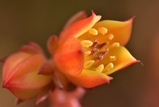 Echeveria mini no ID flowers macro 4.jpg