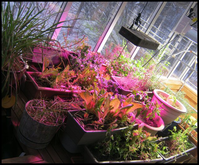 looking over veggies and herbs under pink light from east view point.JPG