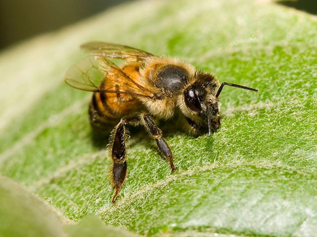 abeja.jpg