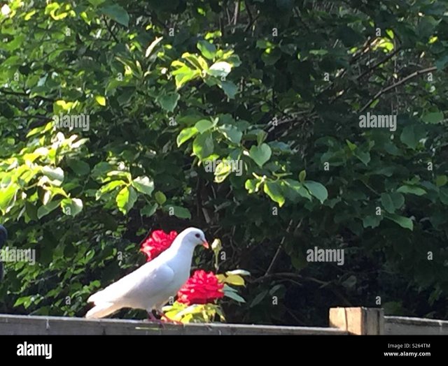 a-white-dove-sits-on-a-fence-between-two-red-roses-S264TM.jpg