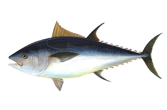 tuna-69317_640.jpg