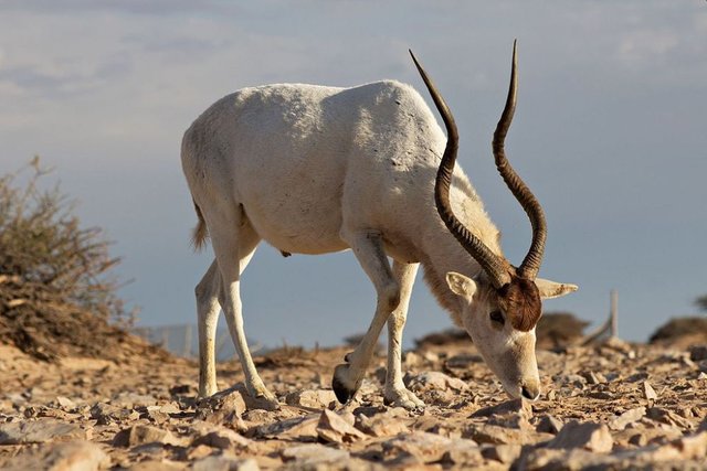 Desert-Animals-Addax-Antelope.jpg