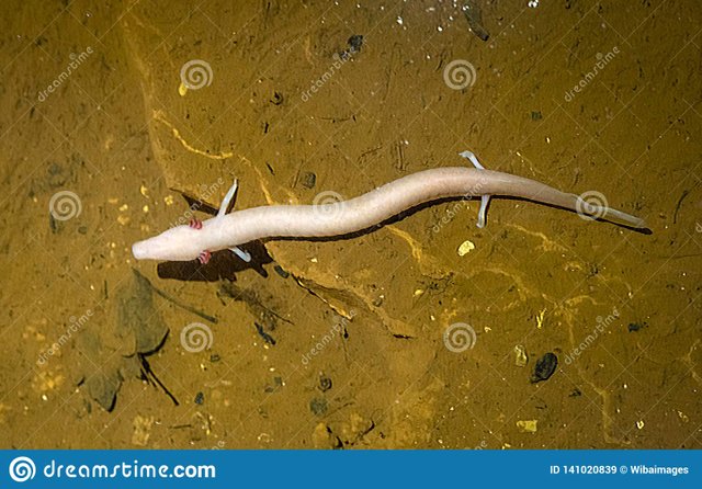 olm-proteus-anguinus-stalactite-cave-nova-vas-porec-istria-croatia-europe-141020839.jpg