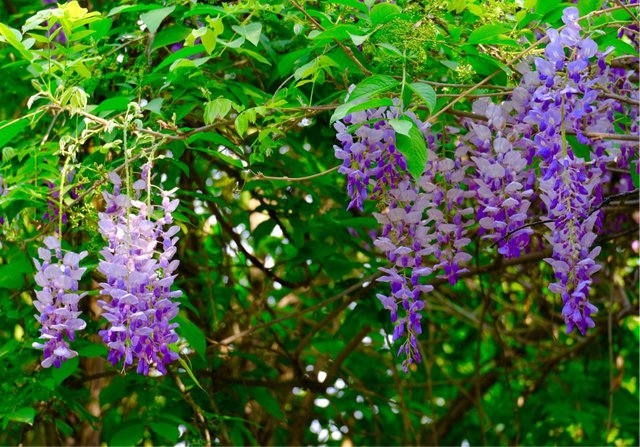 wisteria-tree.jpg