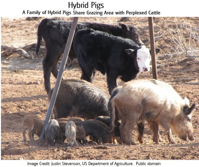 swine hybrid4 in USDA photo Justin Stevenson public.jpg