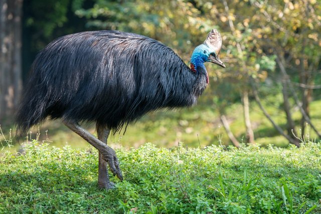 Southern-Cassowary (1).jpg