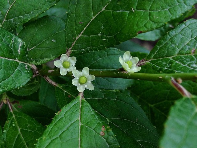 800px-Ilex_verticillata_-_Winterberry,_female.jpg