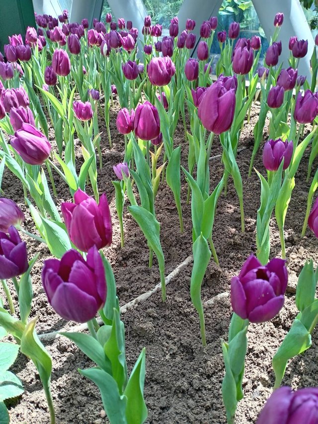 Tulips31.jpg