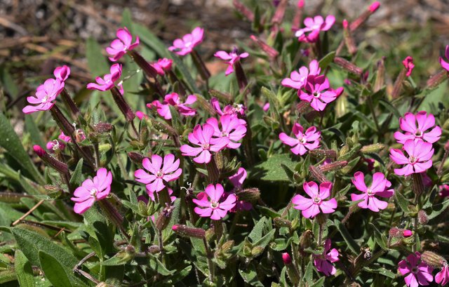 Silene littorea pink wildflower 3.jpg