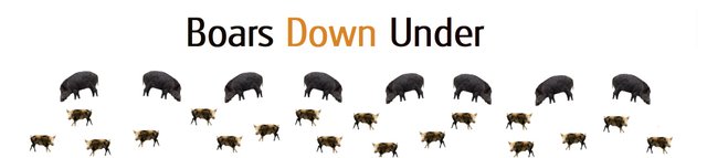 boars down under text2.jpg