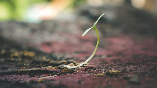 The-Resilience-of-Nature-Will-a-Tree-Grow-Back-if-You-Grind-the-Stump-848x480 (2).jpg