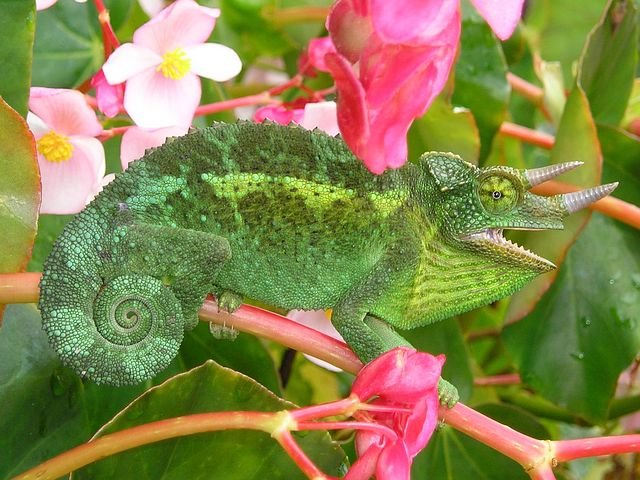 chameleon-63148__480.jpg