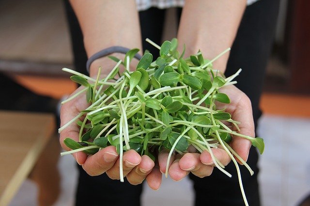 handful of sunflower seed sprouts.jpg