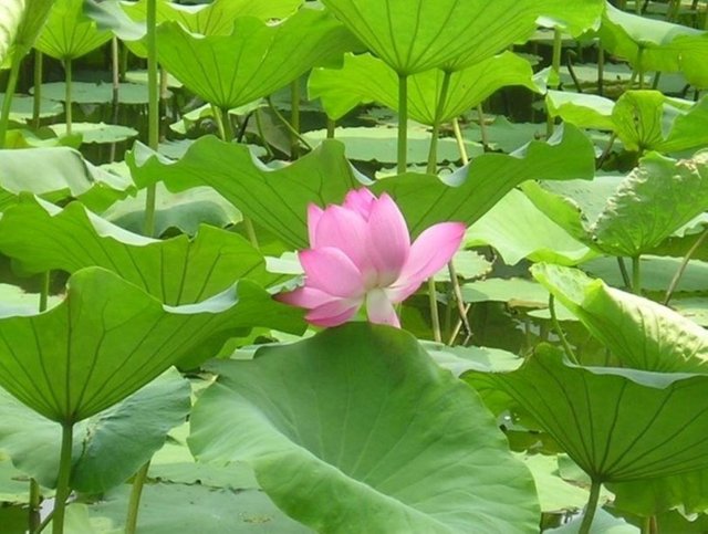 Lotusbluete.jpg