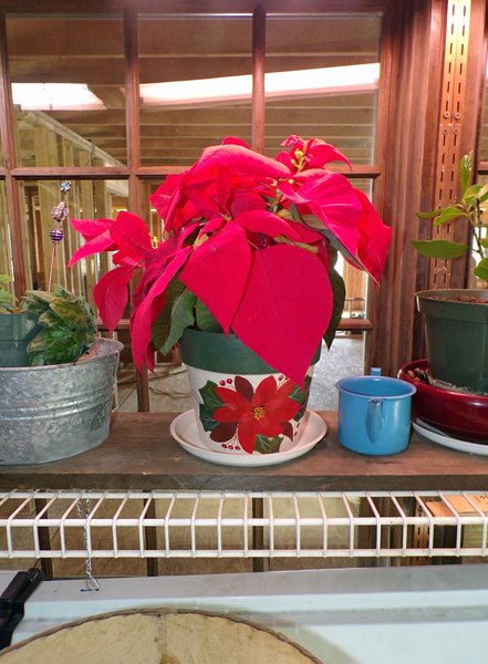 Poinsettia crop March 2020.jpg