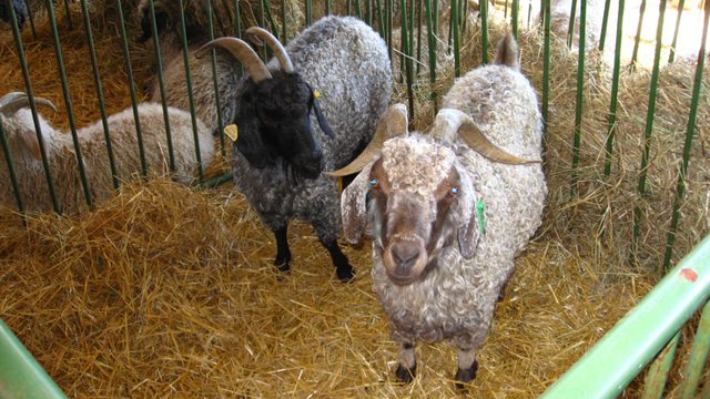 Mohair-goats_by_Linda_CC_BY-2-0_2789598750_f291018d2a_o-BS-TB-Web.jpg