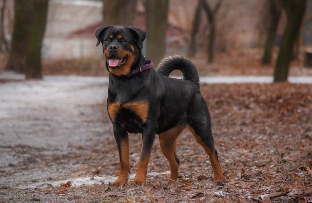 rottweiler-6932045_1280.jpg