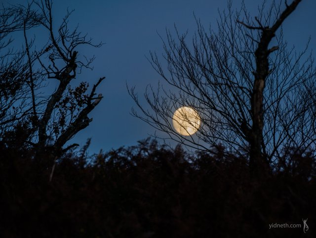 moon hanging low - by priscilla Hernandez (yidneth.com).jpg