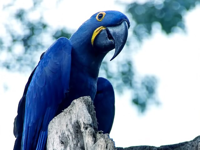 The Spix's Macaw.jpg