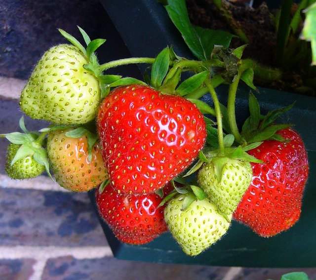 strawberries-56995_1280.jpg