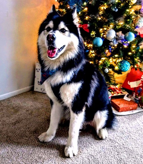 IMG_20191217_122210845_HDR.jpg