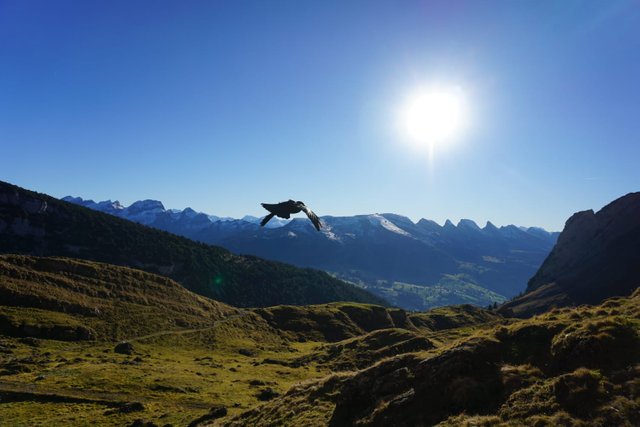 332-Ursalie_Raum-Vogel-fliegen.jpg