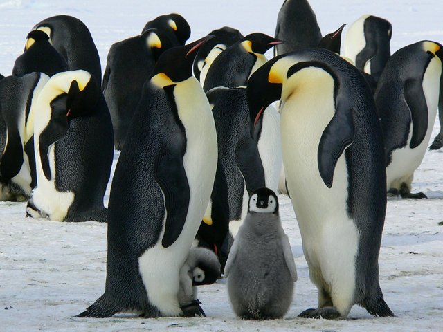 penguins-429128_1280.jpg