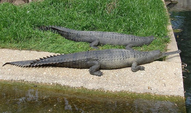 800px-Gavialis_gangeticus_(Gharial,_Gavial).jpg