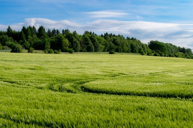 field-7217003_640.jpg